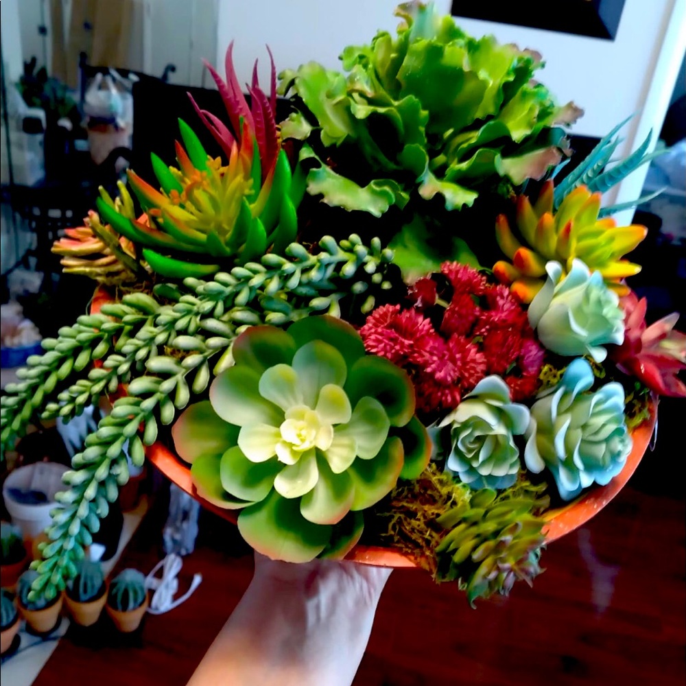 Succulent